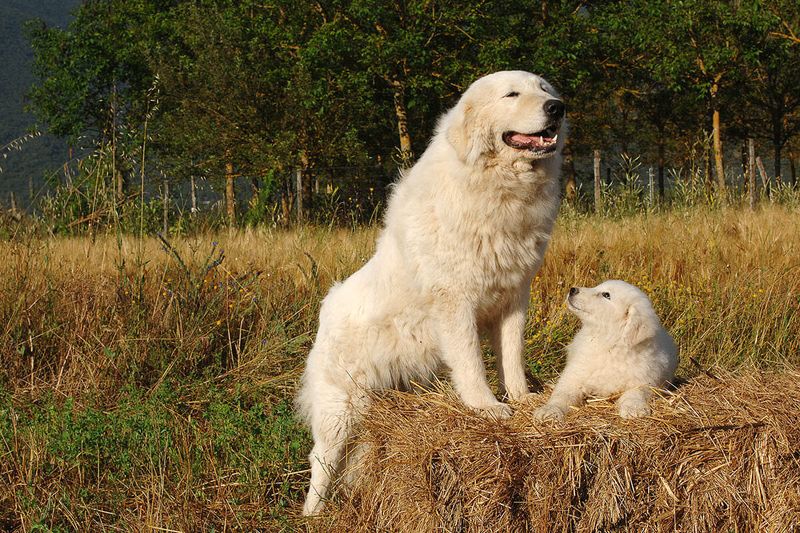 Myth 11: All Dogs Are Natural Guard Dogs