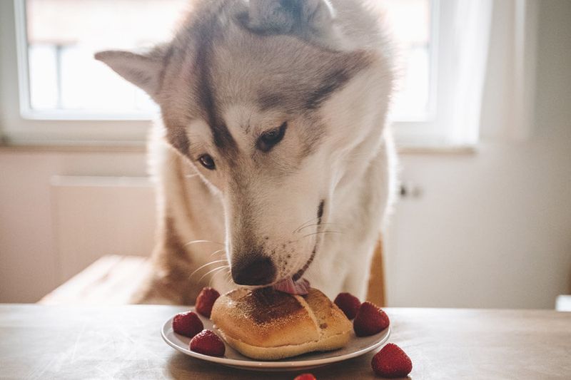 Myth 3: Dogs Shouldn't Eat Human Food