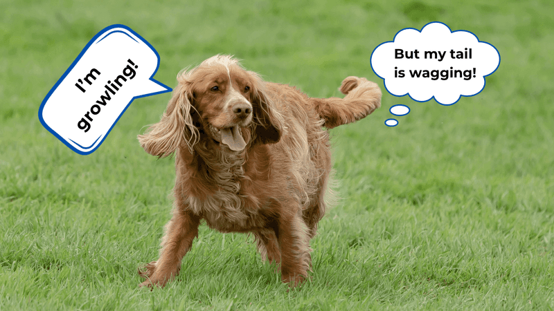 Myth 5: Dogs Wag Their Tails Only When Happy