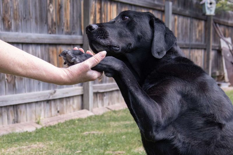 Myth 6: You Can't Teach an Old Dog New Tricks