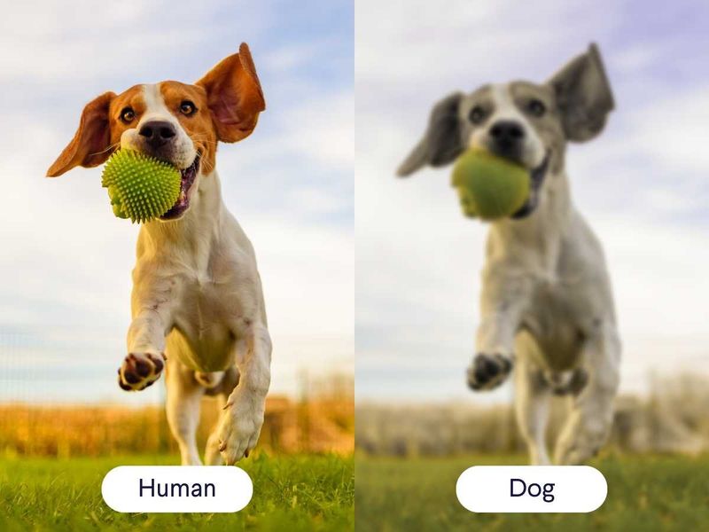 Myth 8: Dogs Can't See Colors
