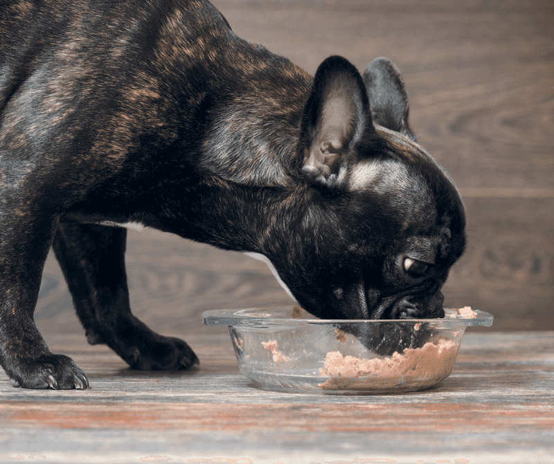 Myth 9: Dogs Will Self-Regulate Their Food Intake