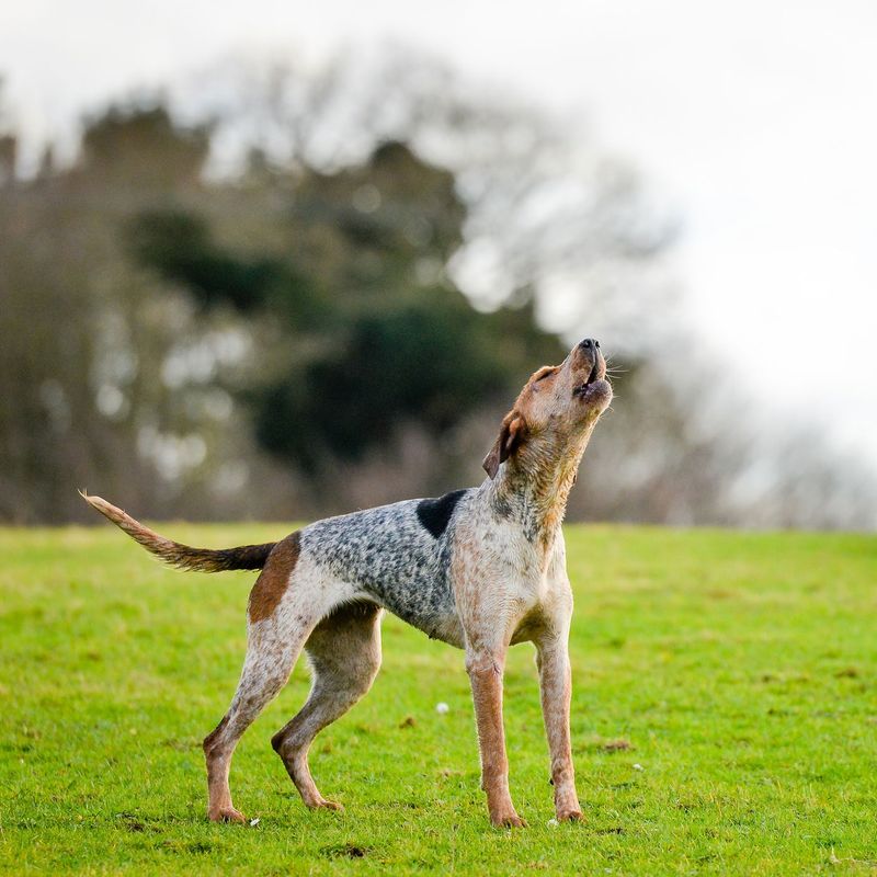 Myth 10: Dogs Only Bark for Attention