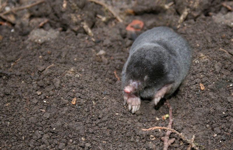 European Mole