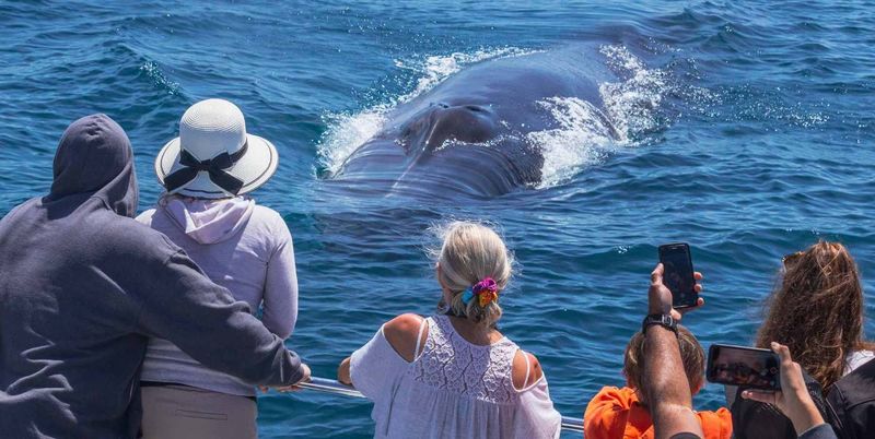 Fin Whale