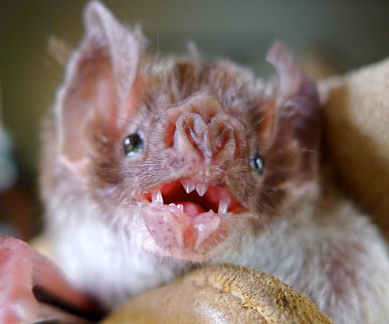 Vampire Bat