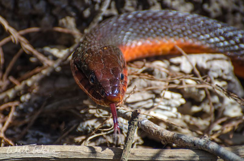 Okefenokee Swamp, Georgia