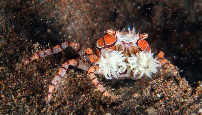 Unique Defense Mechanism