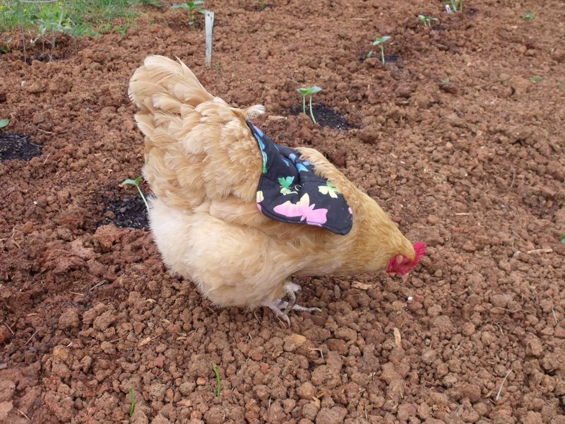 Compost Enthusiasts