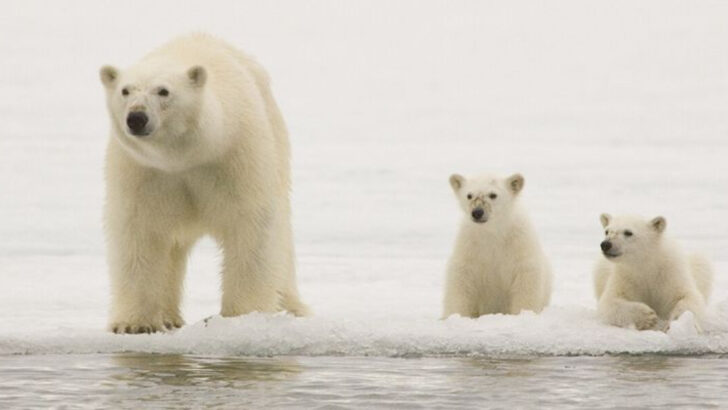 Nature’s Dark Side: 10 Animals That Practice Cannibalism