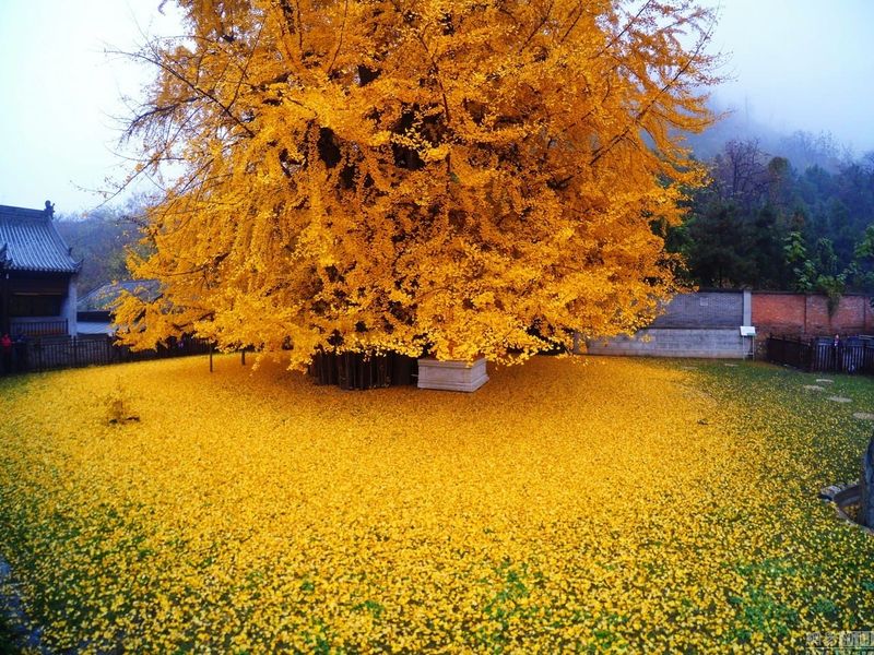 Ginkgo Tree