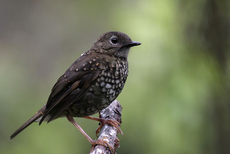 Puaiohi (Small Kauaʻi Thrush)