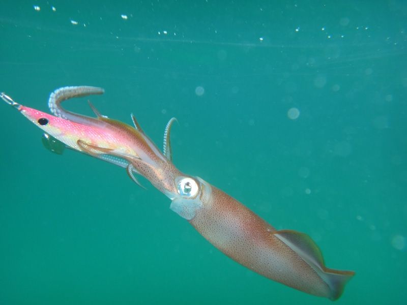 Arrow Squid