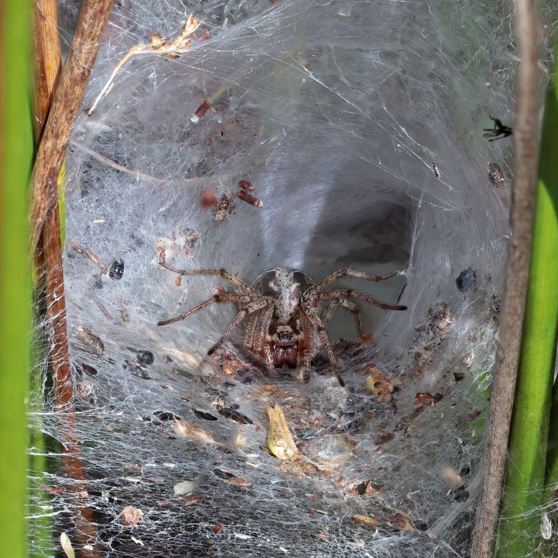 Agelena Labyrinthica