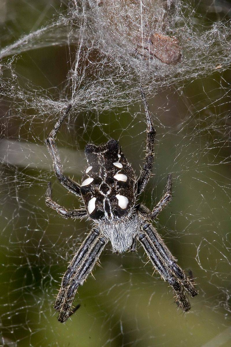 Cyrtophora Citricola