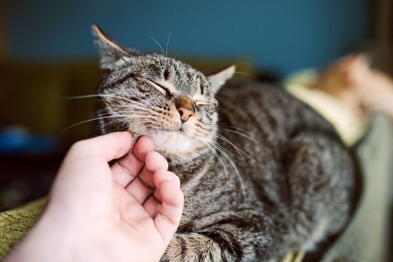 Contentment During Aging