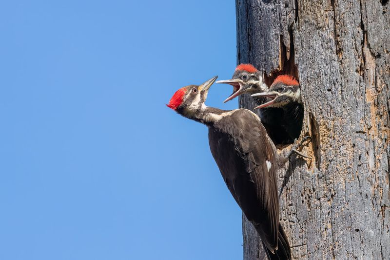 Territorial Behavior