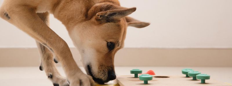 Provide Indoor Entertainment