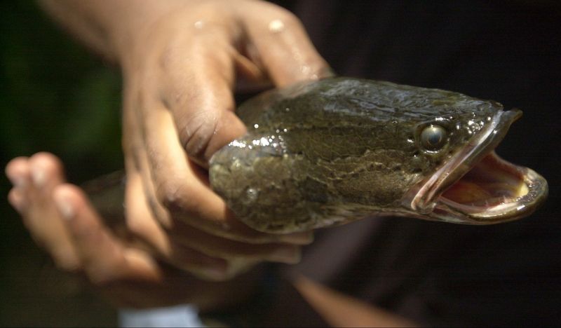 Delaware's Conservation Efforts