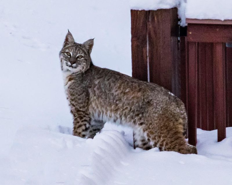 Colorado