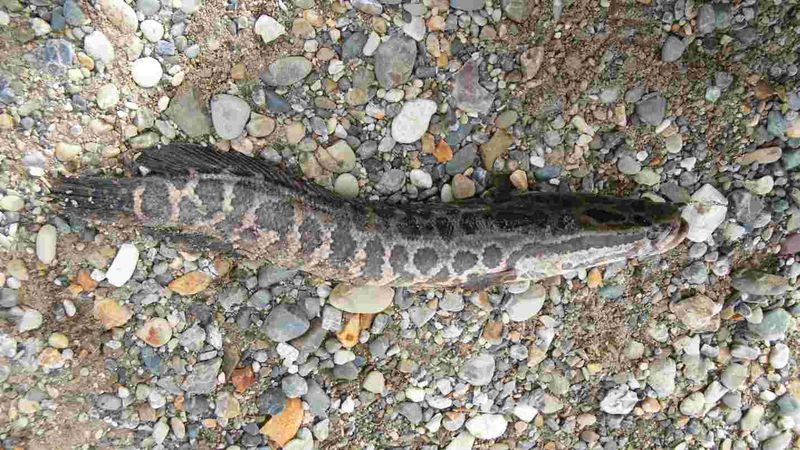 New Jersey's Fishy Foe