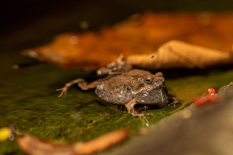 Frogs (Túngara frogs)