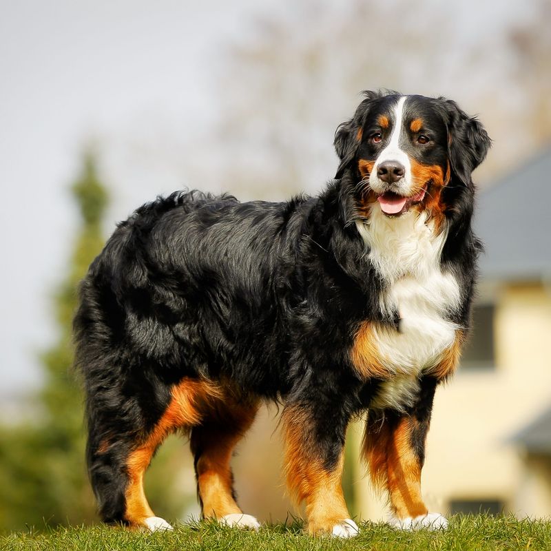 Bernese Mountain Dog