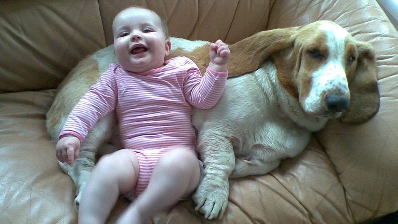 Basset Hound