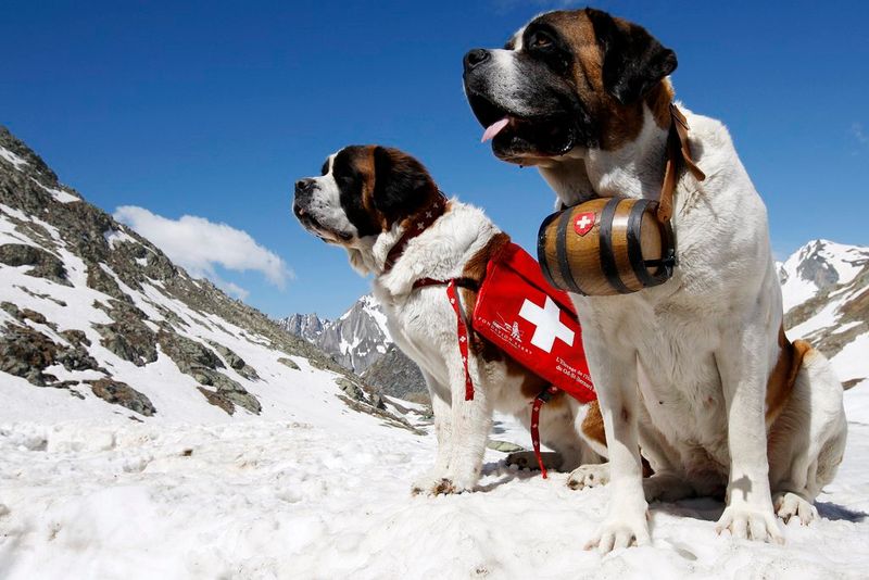 Saint Bernard