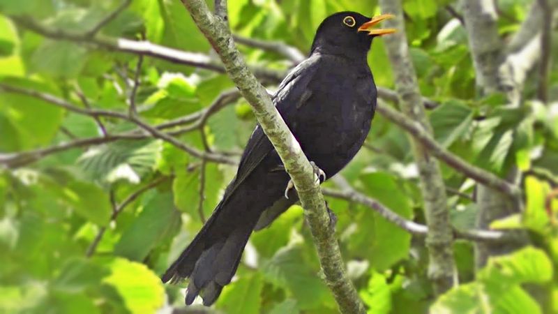 Blackbird