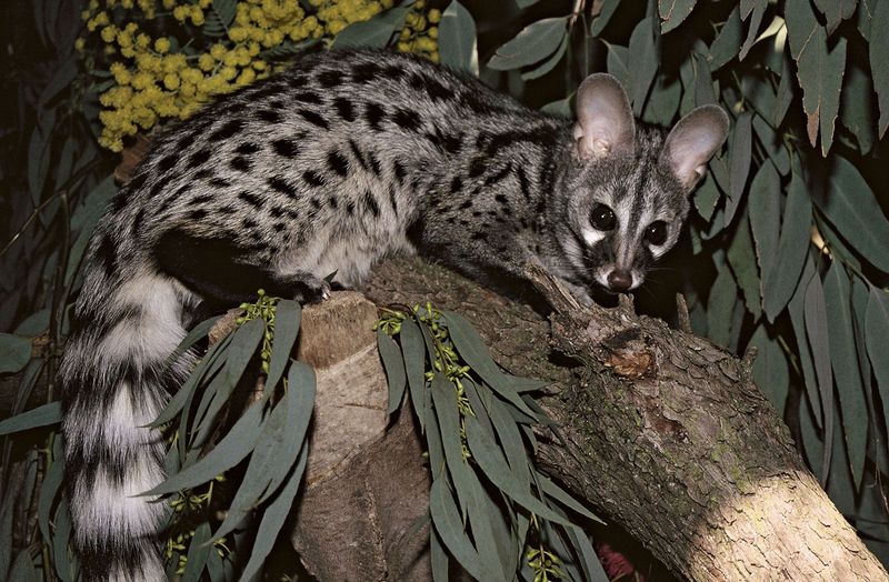 Common Genet