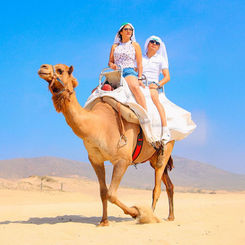 Camel