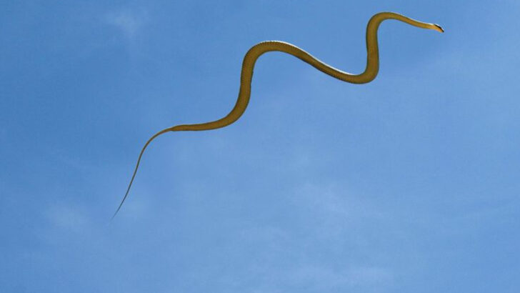 No Wings, No Problem: The Mind-Blowing Truth About Flying Snakes