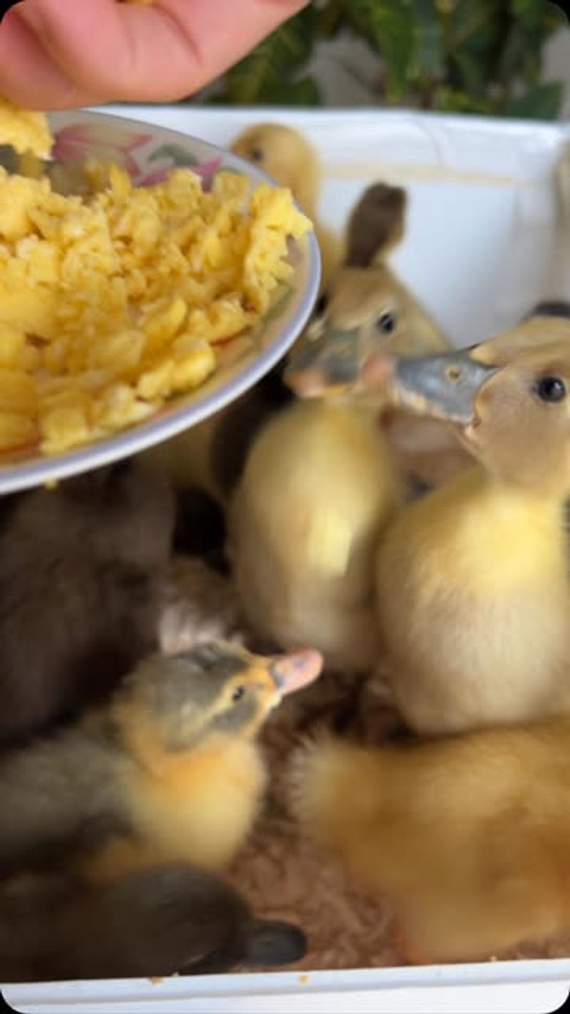 Boiled or scrambled eggs