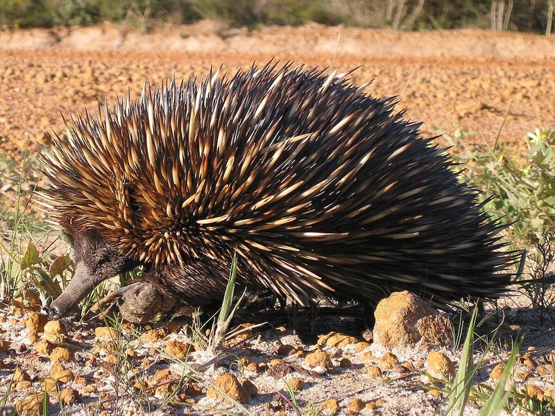 Giant Anteaters and Spiny Anteaters (Echidnas)