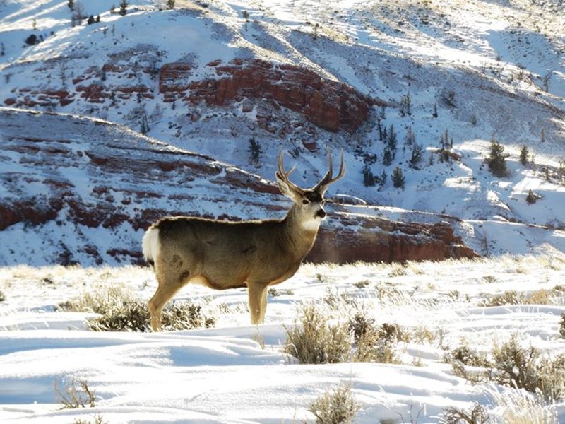 Mule Deer