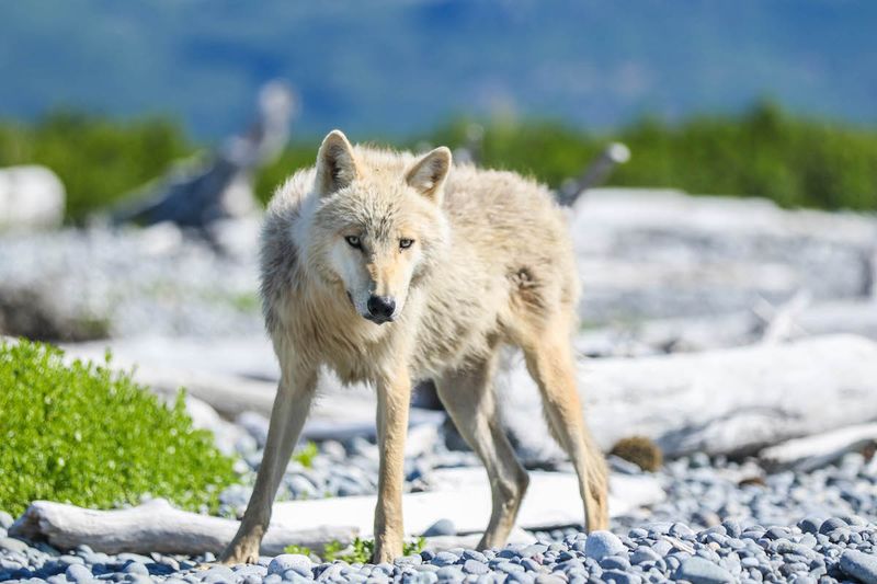 Katmai National Park, Alaska