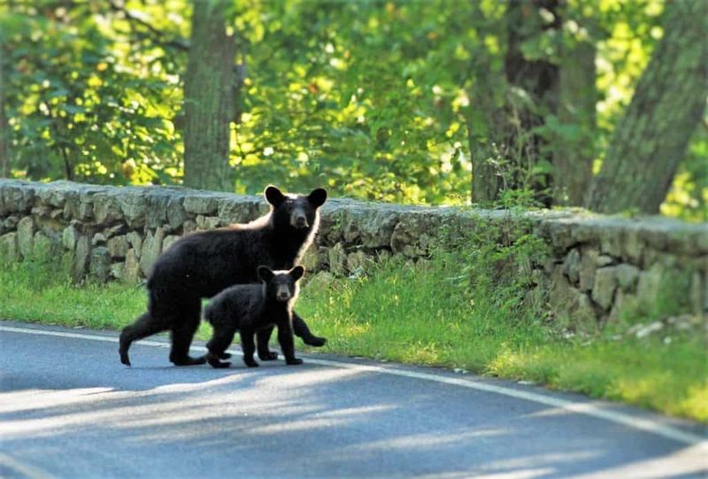 Shenandoah National Park, Virginia