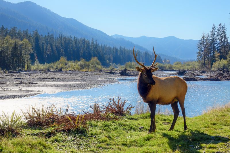 Roosevelt Elk
