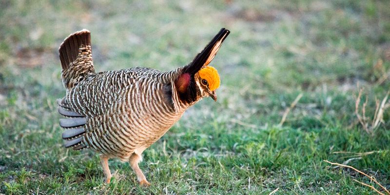 Lesser Prairie-Chicken