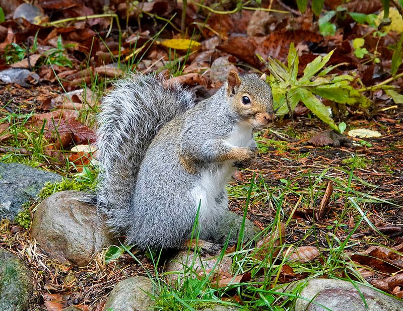 Gray Squirrel