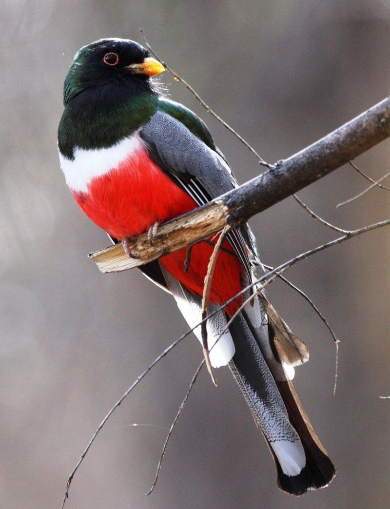 Elegant Trogon