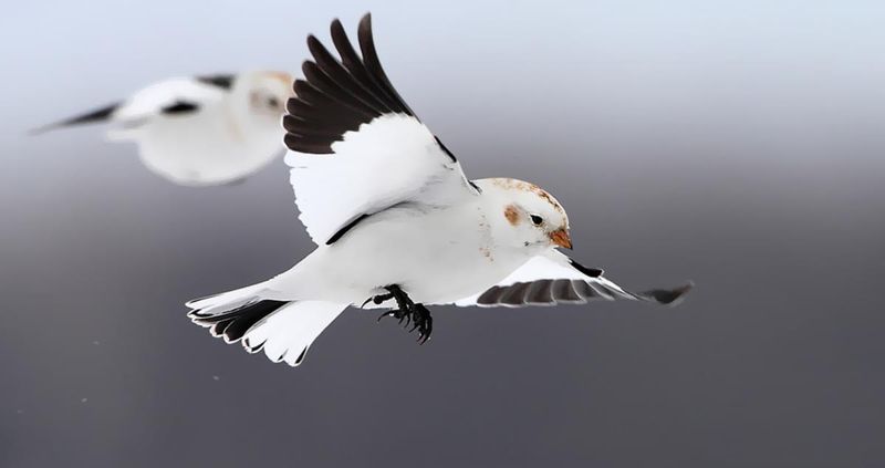 Snow Bunting