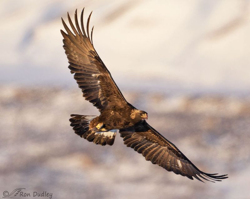 Golden Eagle