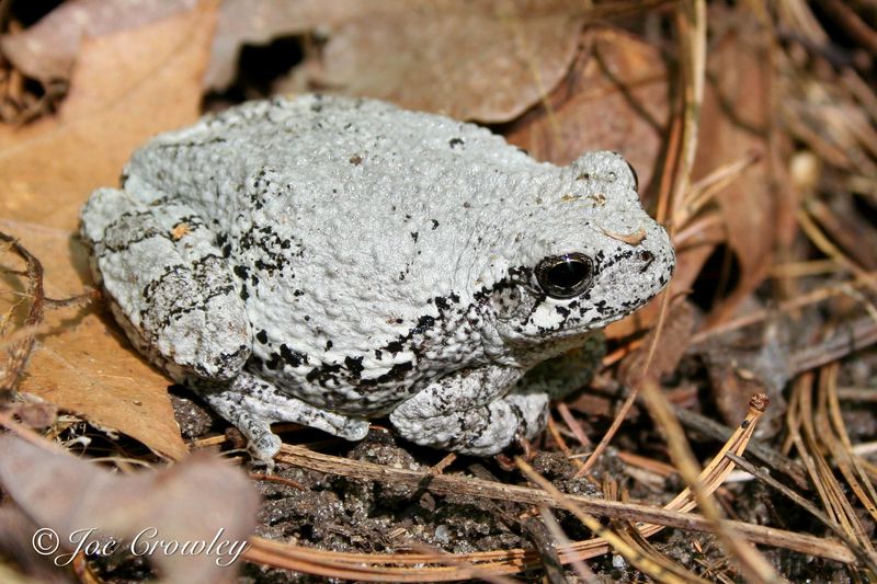 Gray Tree Frog