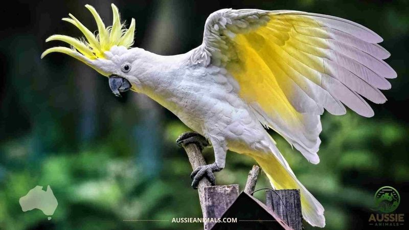 Sulphur-crested Cockatoo