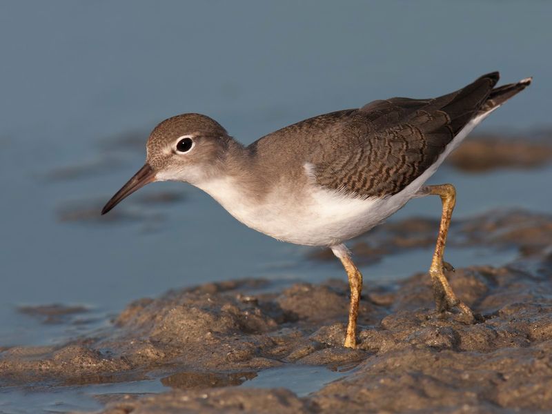 Spotted Sandpiper