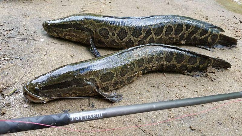 Maryland's Snakehead Battle