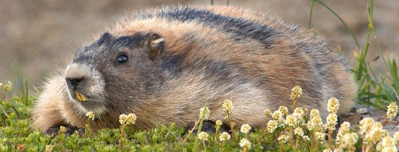 Olympic Marmot