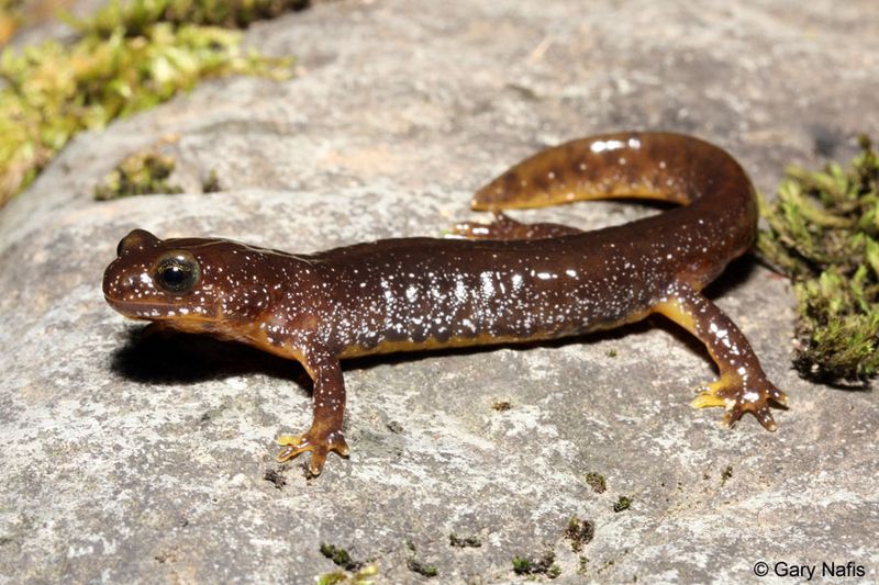 Olympic Torrent Salamander